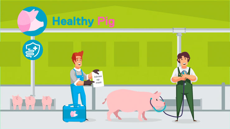 Healty Pig  -  Kanters